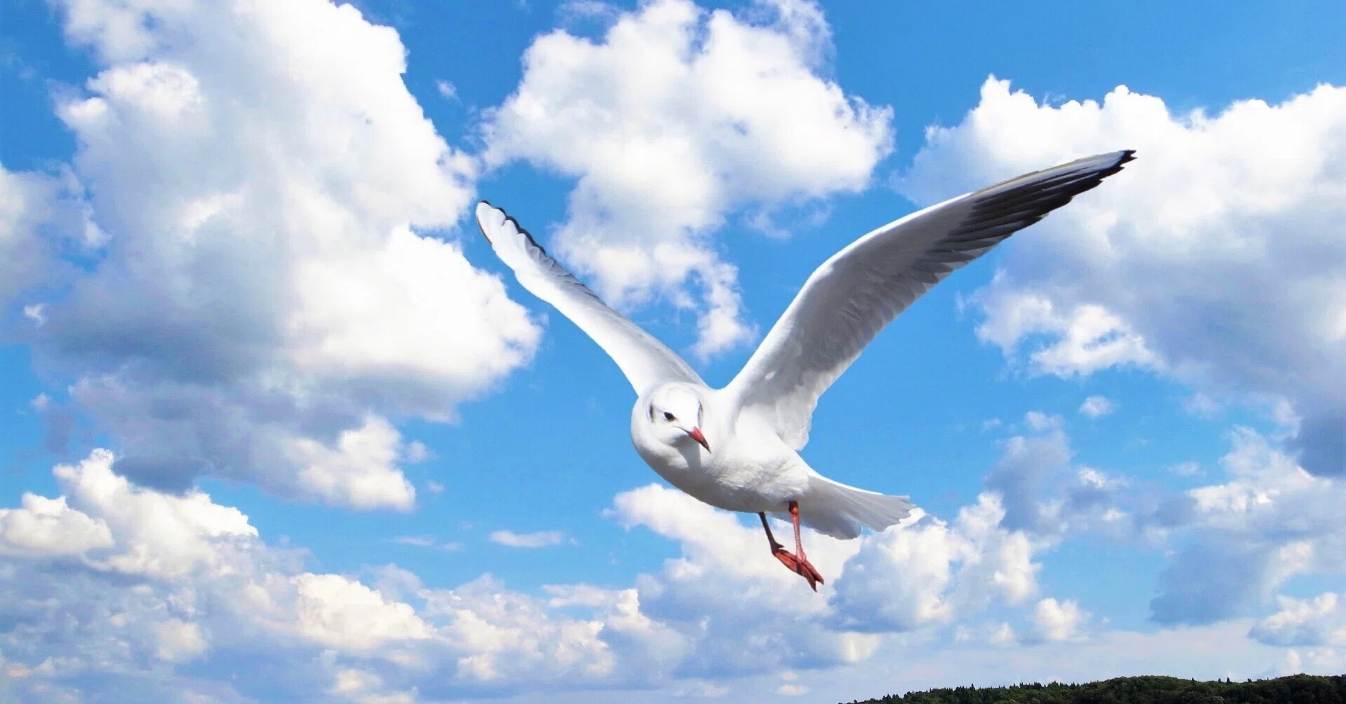 長唄 都鳥｜（公社）日本舞踊協会岡山県支部