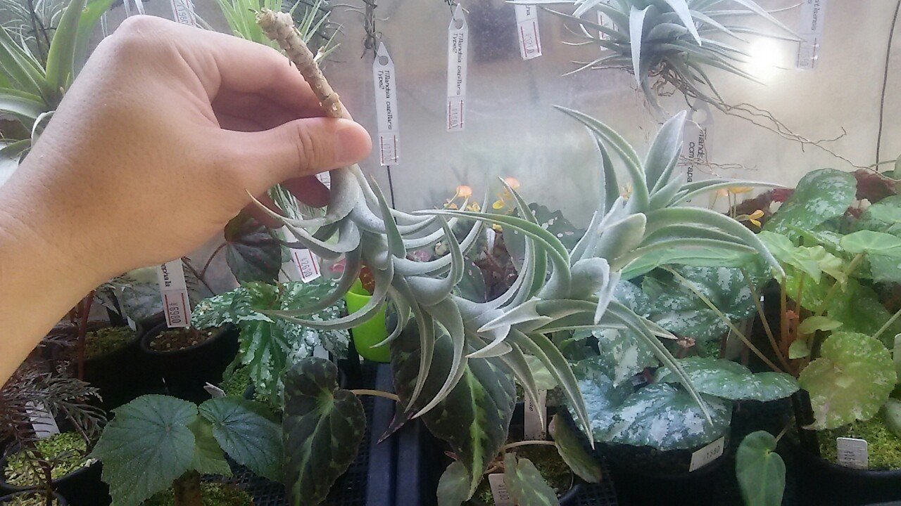 Tillandsia capillaris dwarf form ティランジア 臭 カピラリス ドワーフフォーム（多肉植物 観葉植物 エアプランツ  チランジア）