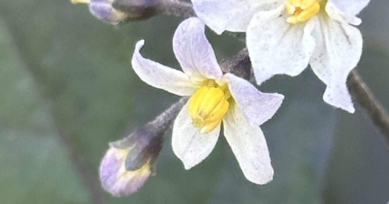 BLACK NIGHTSHADE