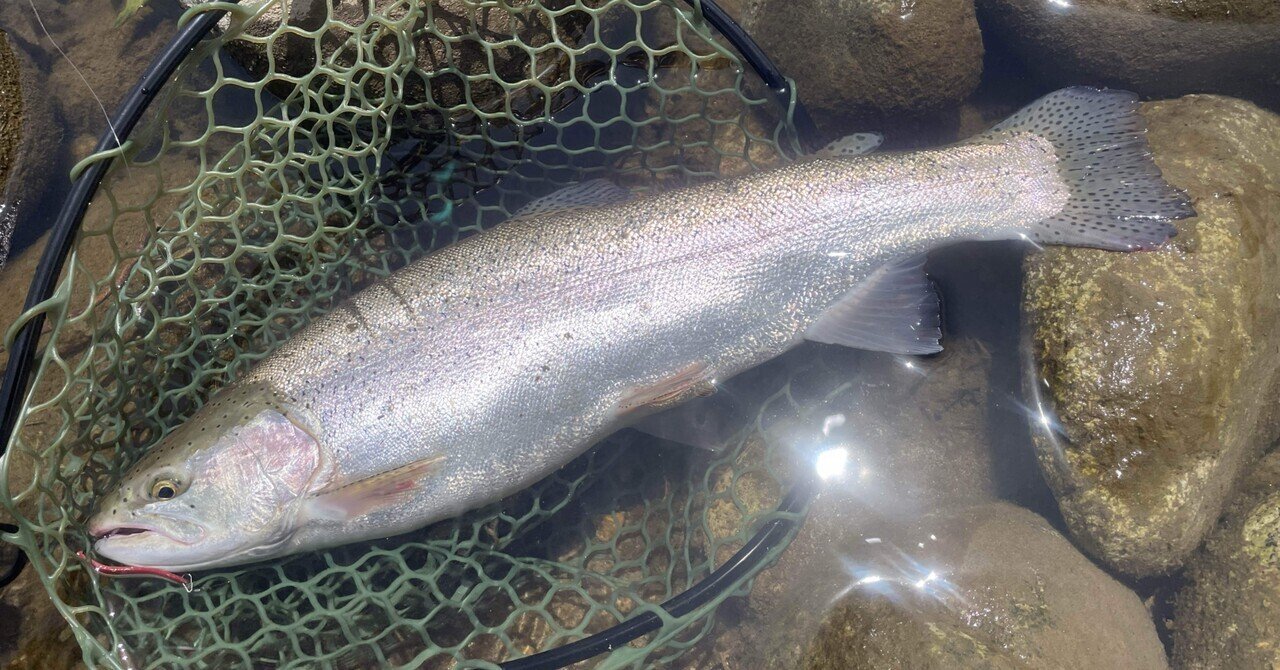 本流トラウト|Fishing kyo