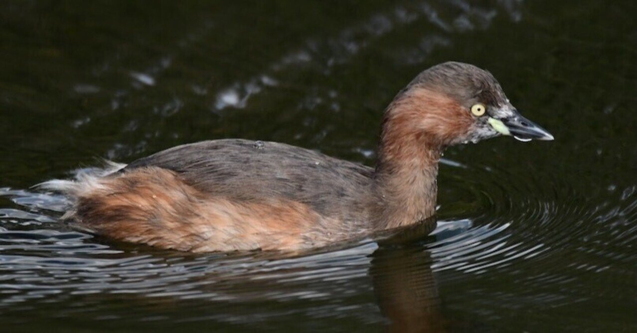 八景水谷公園のカイツブリ・・・｜西田親生