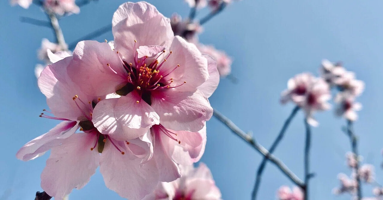 希少 アーモンド の木 ーー自然樹形 シンボルツリー 花木 桜 バラ科