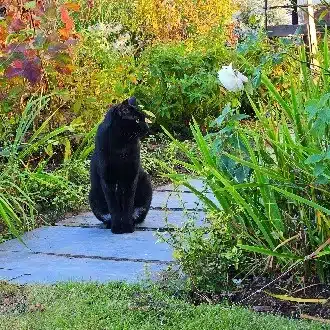 pota_neko