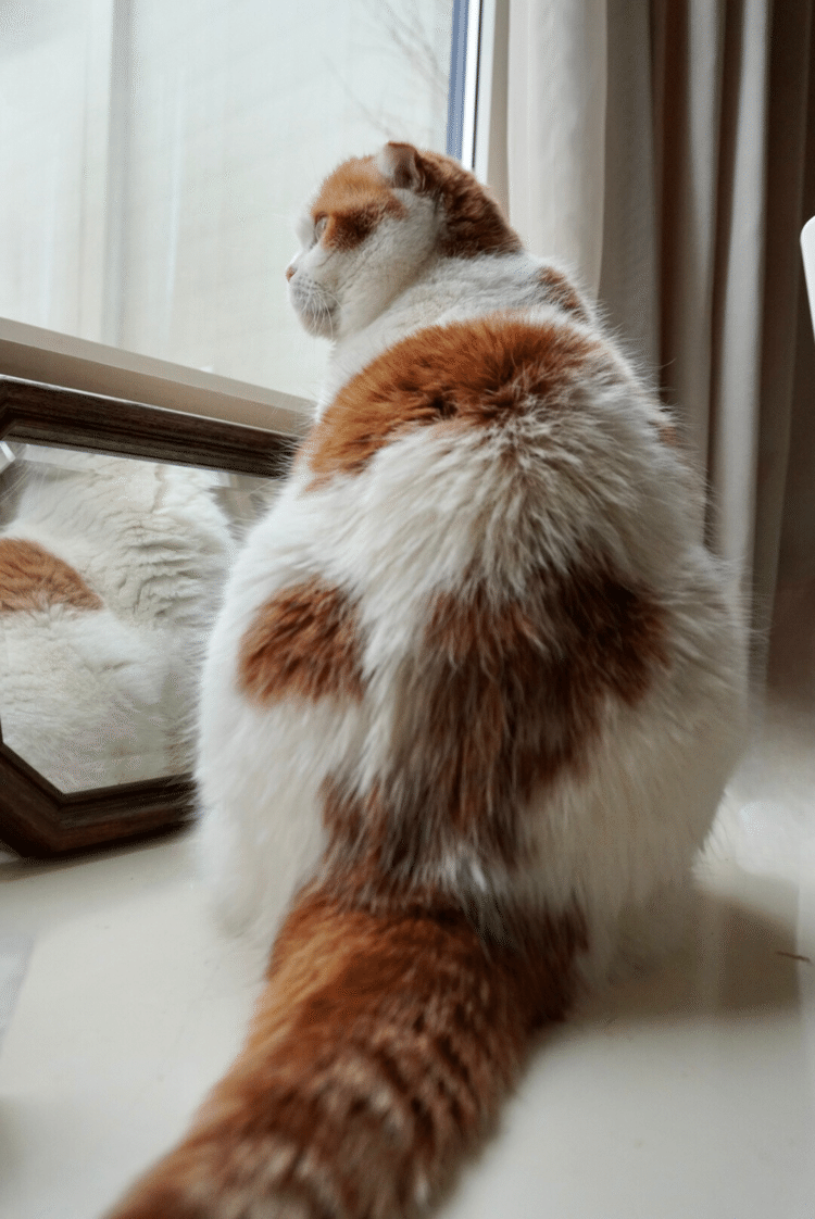 猫の背を見て育つ