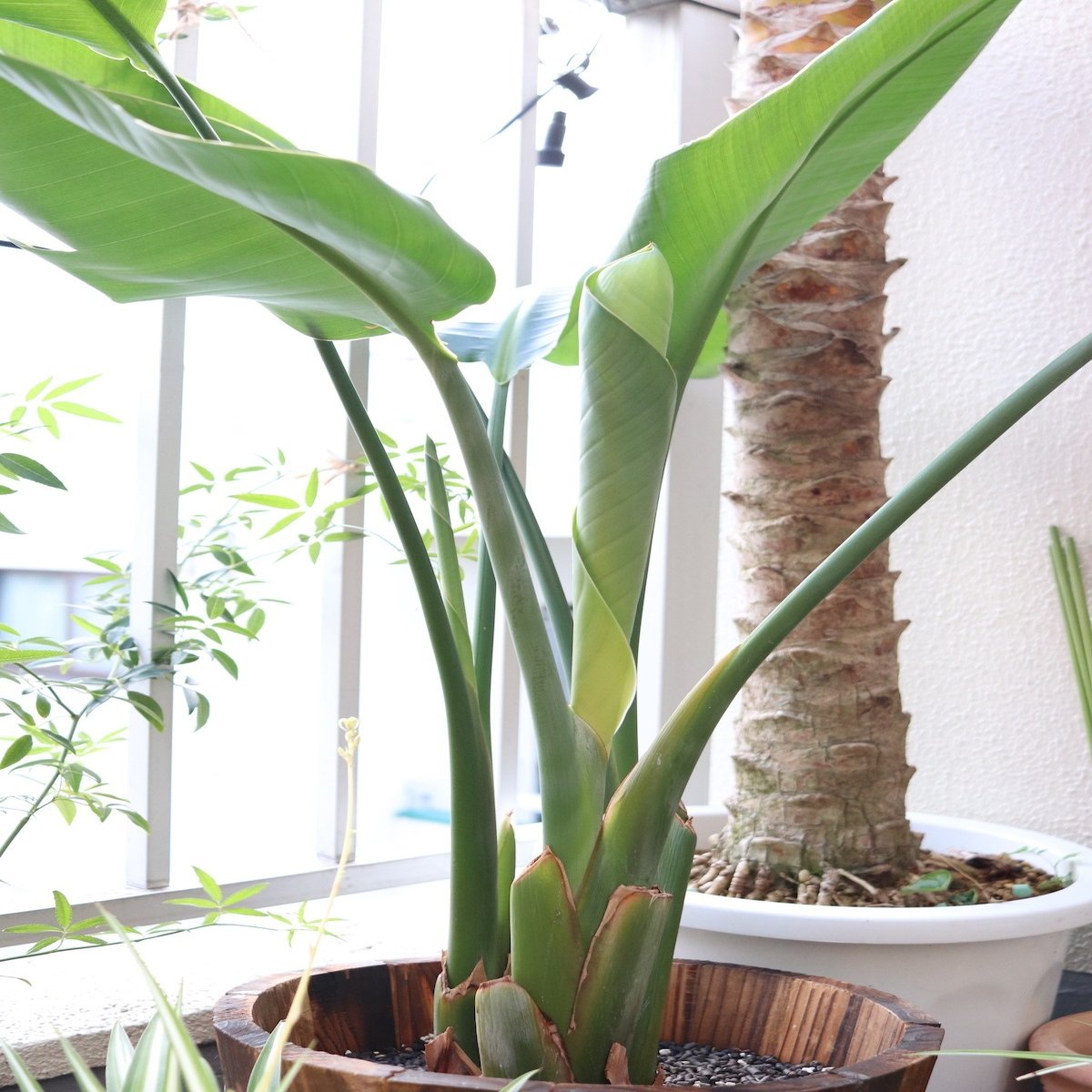 西向き 直射日光があたるベランダに置ける観葉植物 早 Saki 海外みたいにセンスのある部屋のつくり方 8月発売 Note