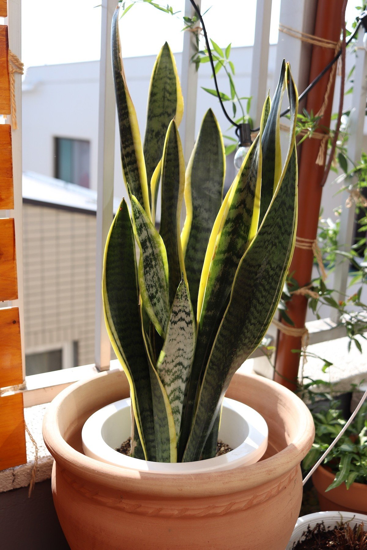 西向き 直射日光があたるベランダに置ける観葉植物 早 Saki 海外インテリアコーディネート Note