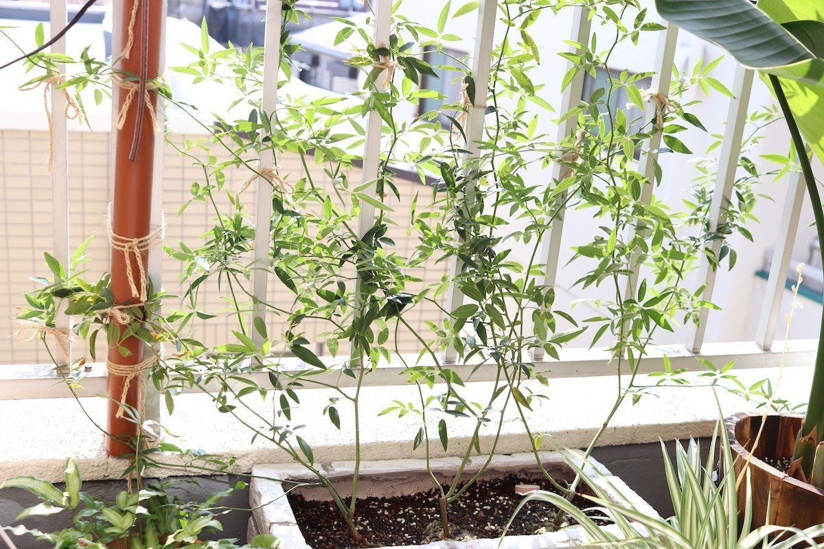 西向き 直射日光があたるベランダに置ける観葉植物 早 Saki 海外インテリアコーディネート Note