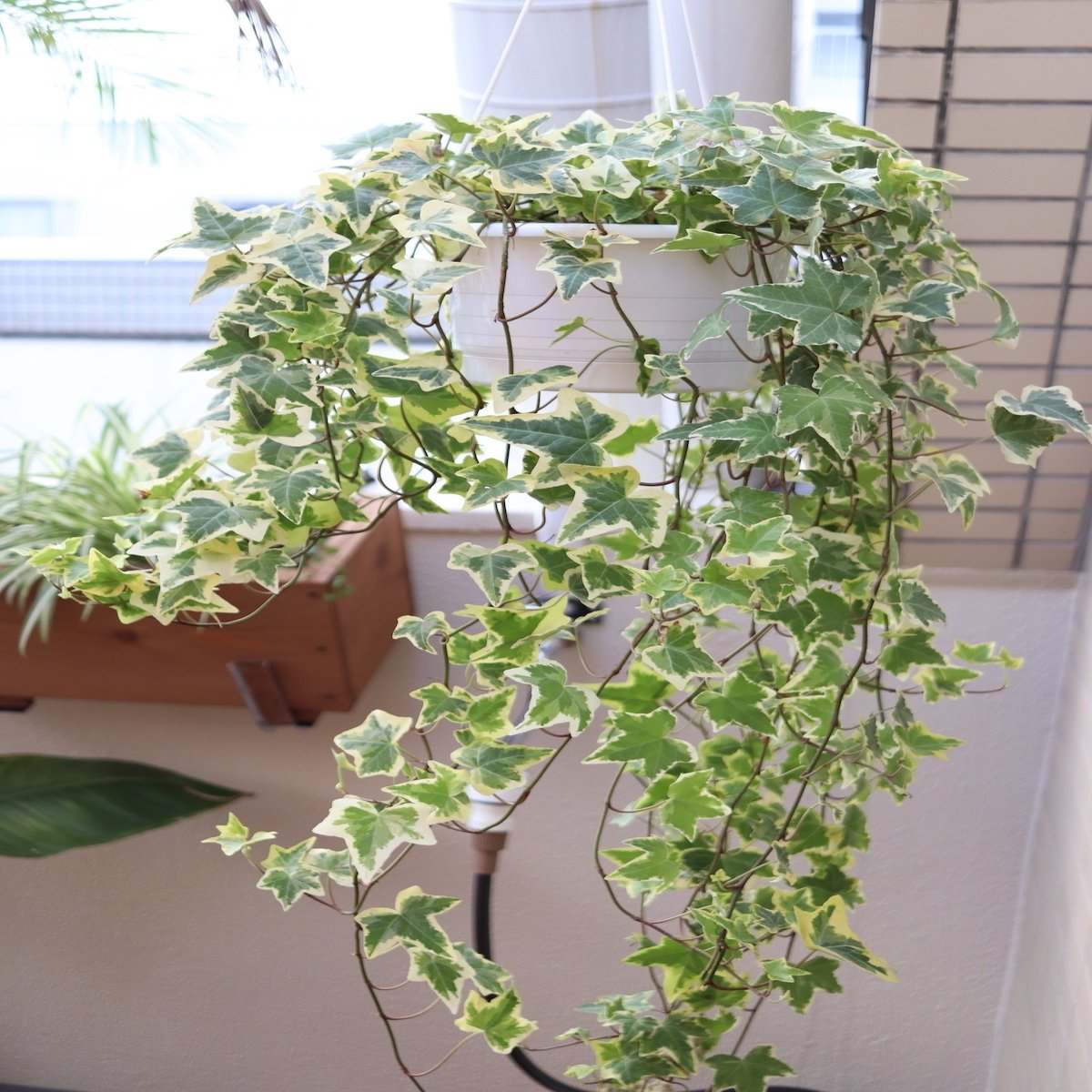 西向き 直射日光があたるベランダに置ける観葉植物 早 Saki 海外みたいにセンスのある部屋のつくり方 8月発売 Note