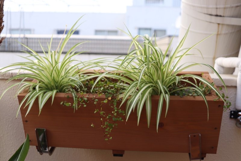 西向き 直射日光があたるベランダに置ける観葉植物 早 Saki Itとドレス作りとdiy Note