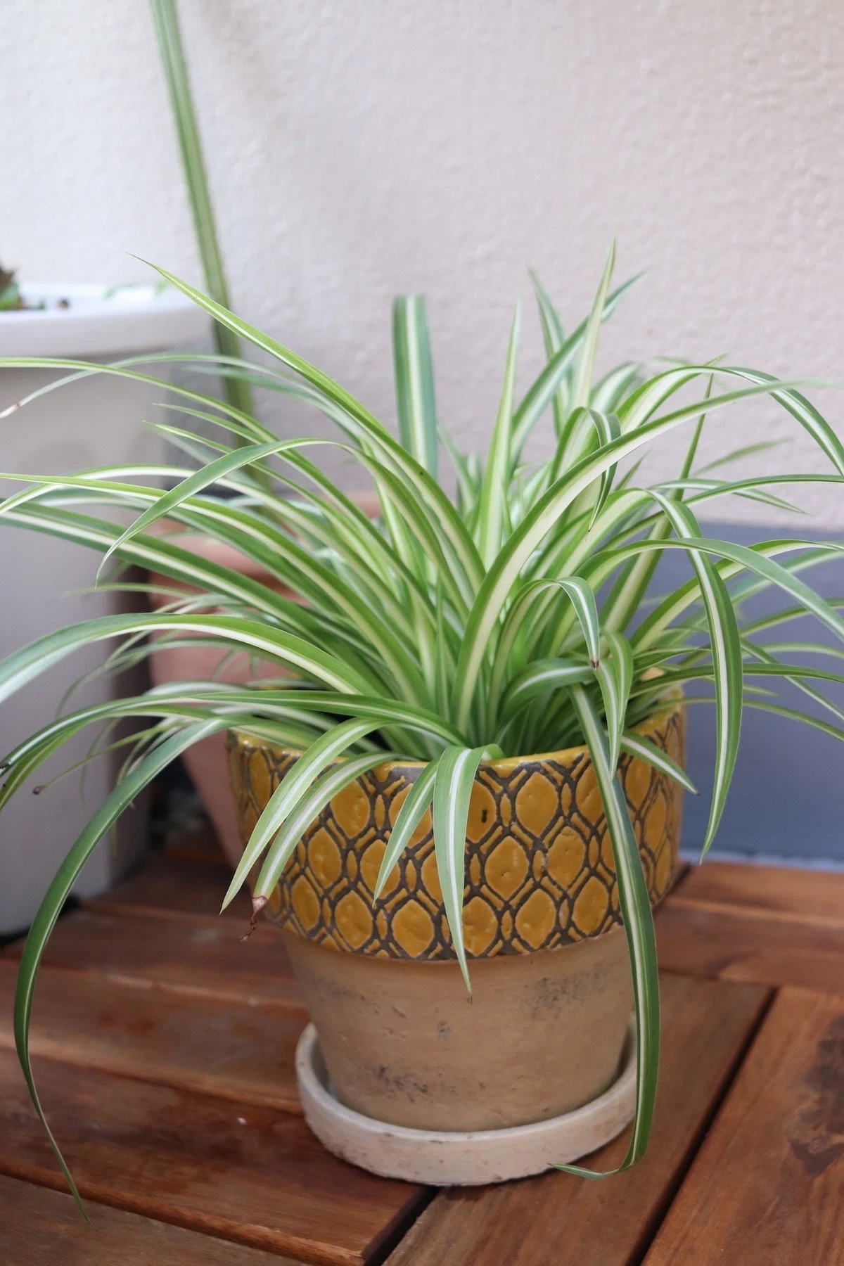 西向き 直射日光があたるベランダに置ける観葉植物 早 Saki 海外みたいにセンスのある部屋のつくり方 8月発売 Note 西向き 直射日光があたるベランダに置ける観葉植物 早 Saki 海外みたいにセンスのある部屋のつくり方 8月発売 Note