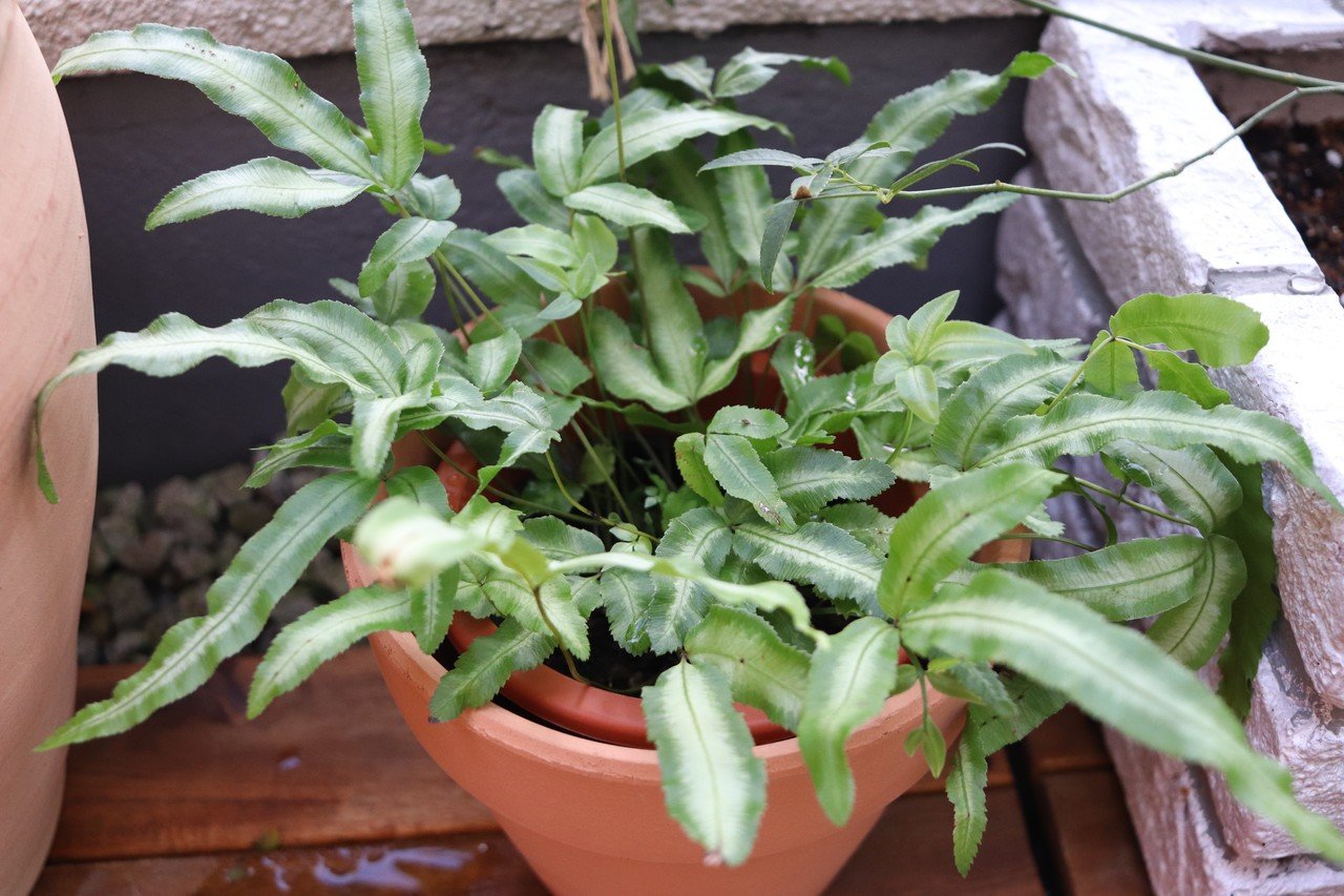 西向き 直射日光があたるベランダに置ける観葉植物 早 Saki 海外インテリアコーディネート Note