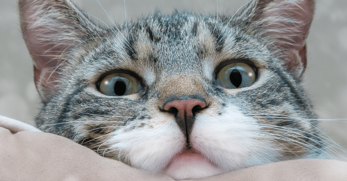 直筆サイン サイン本 サイン 猫を棄てる 父親について語るとき 村上春樹 Amazon.co.jp: サイン本 村上春樹 猫を棄てる 父親について語る