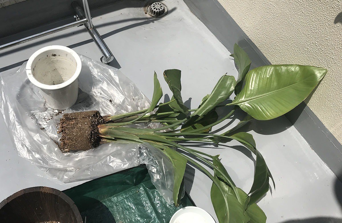 西向き 直射日光があたるベランダに置ける観葉植物 早 Saki 海外インテリアコーディネート Note