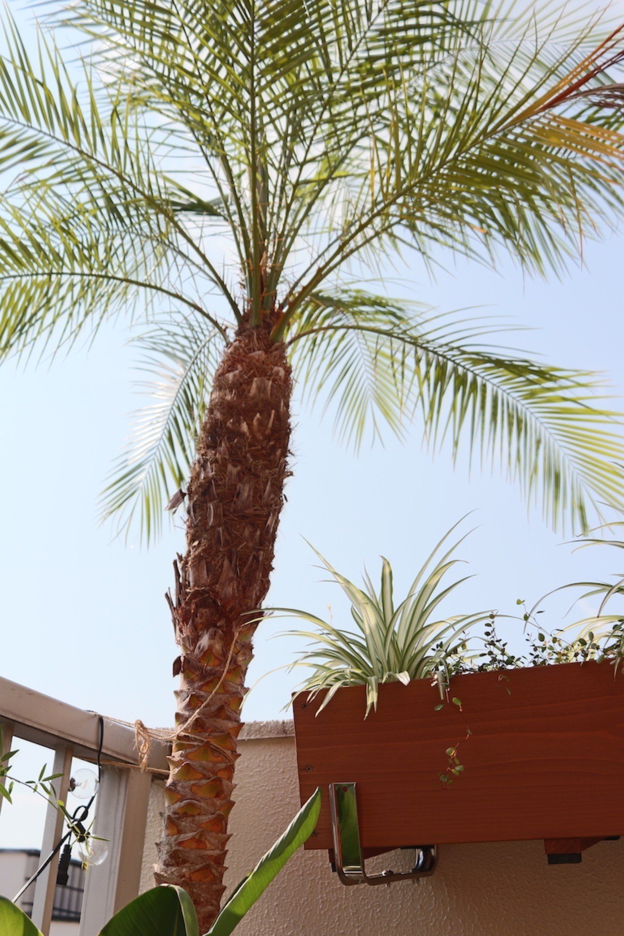 西向き 直射日光があたるベランダに置ける観葉植物 早 Saki Itとドレス作りとdiy Note