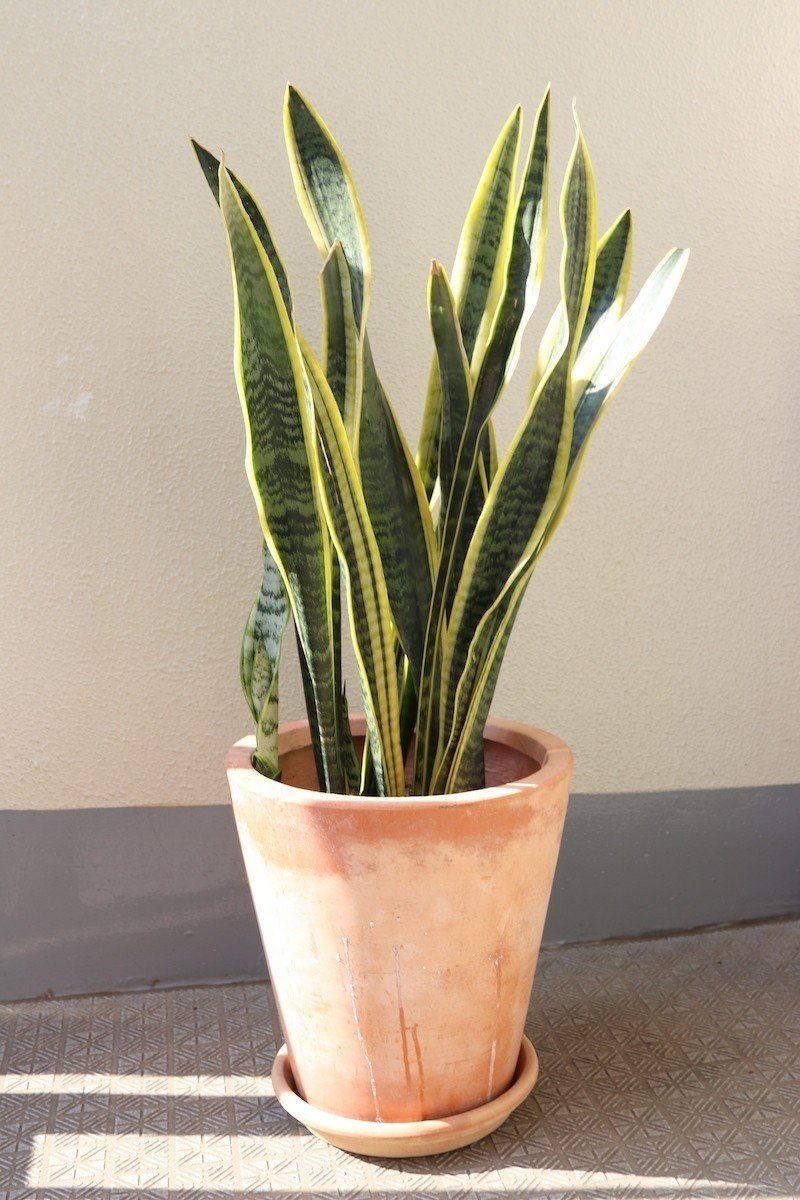 西向き 直射日光があたるベランダに置ける観葉植物 早 Saki Itとドレス作りとdiy Note