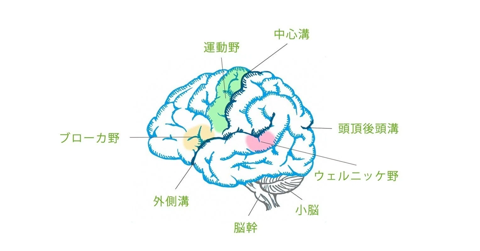 外国語学習の科学: 脳科学からのアプローチ｜Global Agenda