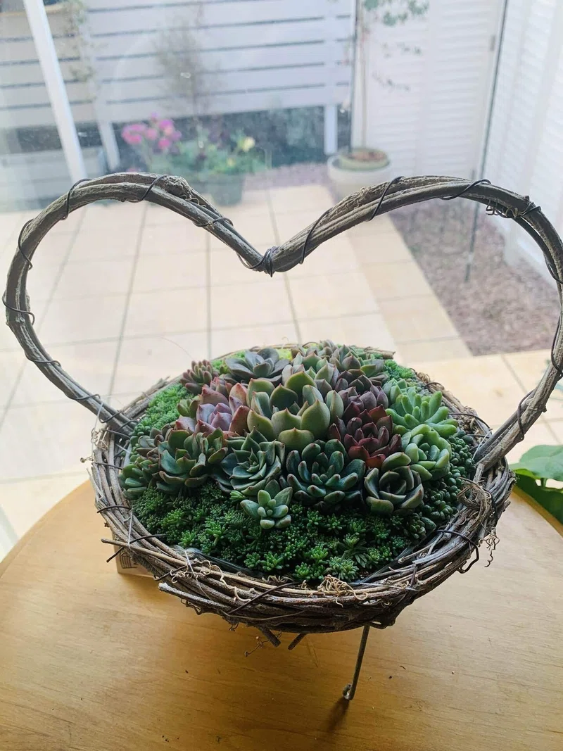 多肉植物☆ちまちま植え6個セット 持ち替える