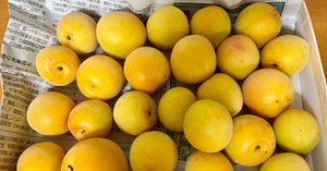 お買い得商店街 十郎梅の梅干し完成とその後（十郎梅その4～6、追記あり）｜梅も フルーツ・果実