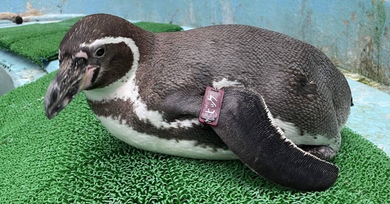 ペンギン剥製 ペンギン 剥製 高さ43cm ガラスケースあり 標本 - リサイクルショップ