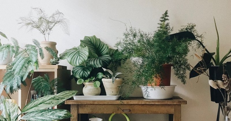 植物と暮らすと 良い暮らしになるの 植物と暮らすクマケン Note 植物と暮らすと 良い暮らしになるの 植物と暮らすクマケン Note