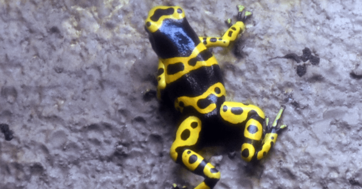 爬虫類・両生類ビジュアルガイド カエル 1・2セット 爬虫類・両生類