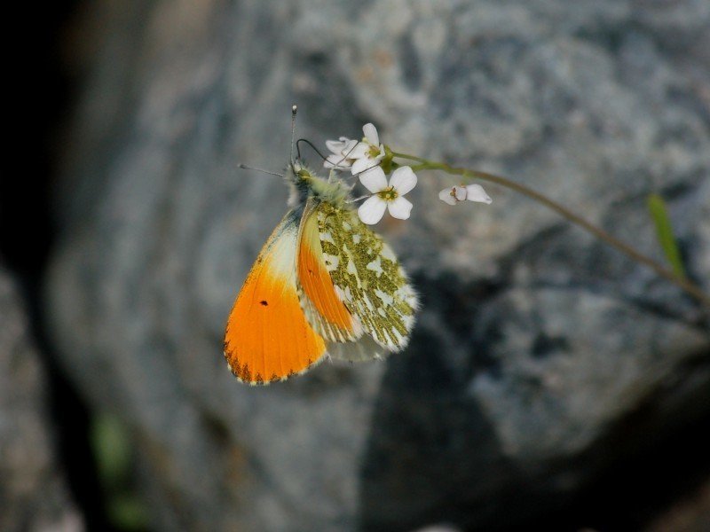 002クモマツマキチョウ｜banyan