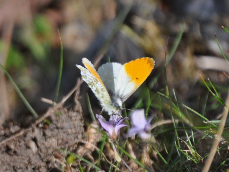 002クモマツマキチョウ｜banyan