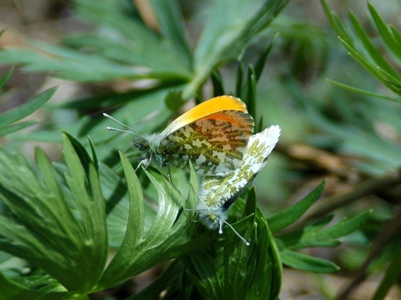 002クモマツマキチョウ｜banyan