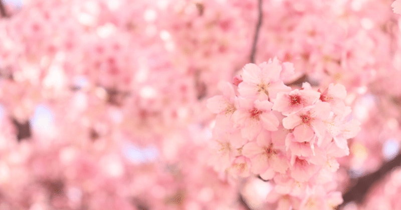 まど・みちおさんの響き。桜の──。