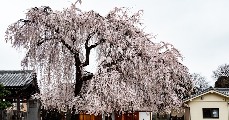「外の喧騒とは真逆の空間～谷中・長明寺の枝垂桜」