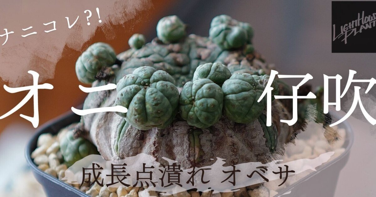 ナニコレ？！成長点潰れ 扁平な”モンスト オニ仔吹き”オベサ｜LIGHTHOUSE PLANTS - ライトハウス プランツ