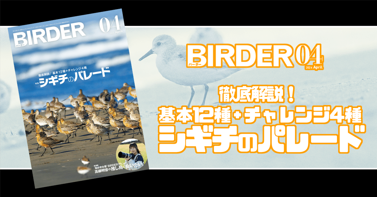 BIRDER4月号の見どころ｜ブンイチ（文一総合出版）