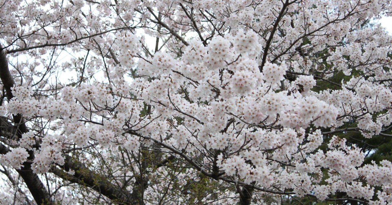 釜石商工/令和6年度高校入試 合格発表!!|岩手県立釜石商工高等学校