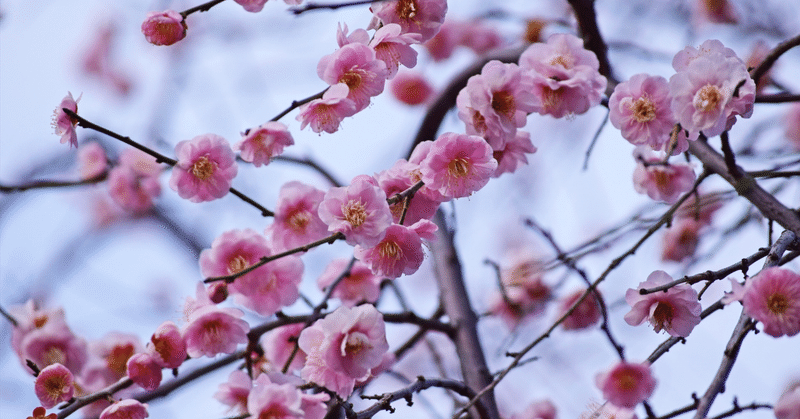 梅の花、咲く頃。