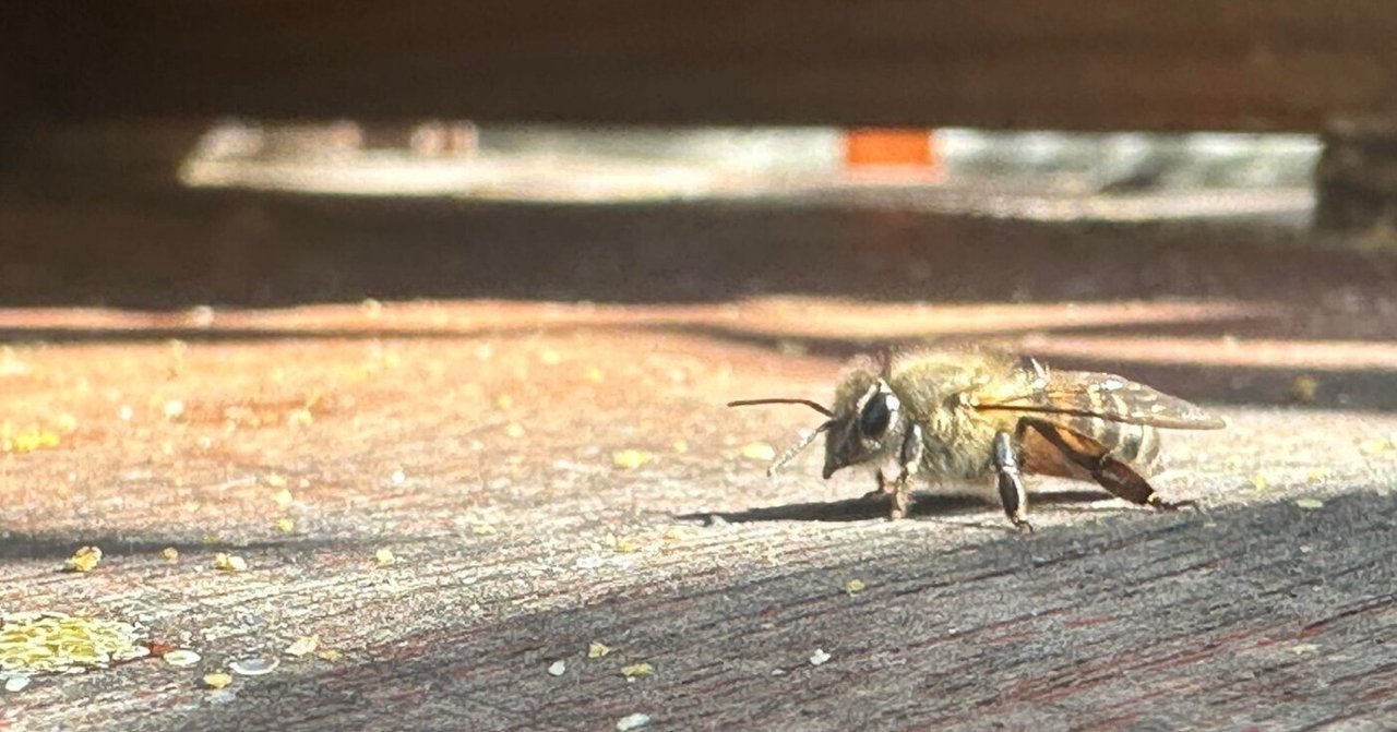 梅庵ミツバチ様 梅庵ミツバチ様