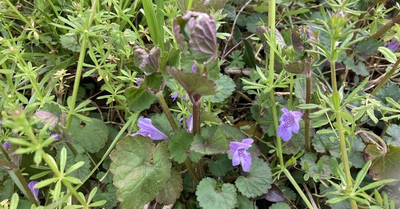 「晴れの日は下手の横好き」第十四回　糖尿病の症状に効果が期待できる野草