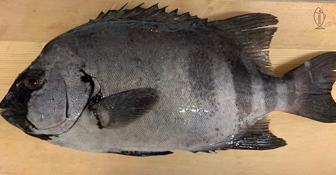 食育推進!小田原のイシダイを子ども食堂へ|小田原の魚ブランド化・消費拡大協議会