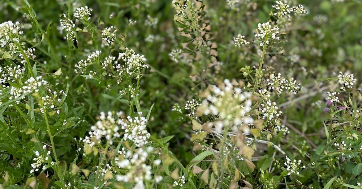 朝ランで咲き誇るぺんぺん草を見て、山頭火に思いを馳せる｜Sampo（山帆）