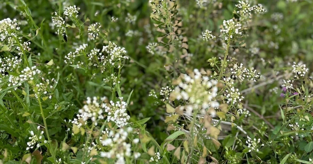 ぺんぺん草 ぺんぺん草（ぐさ） - 市川内科医院 院長のブログ│休憩室