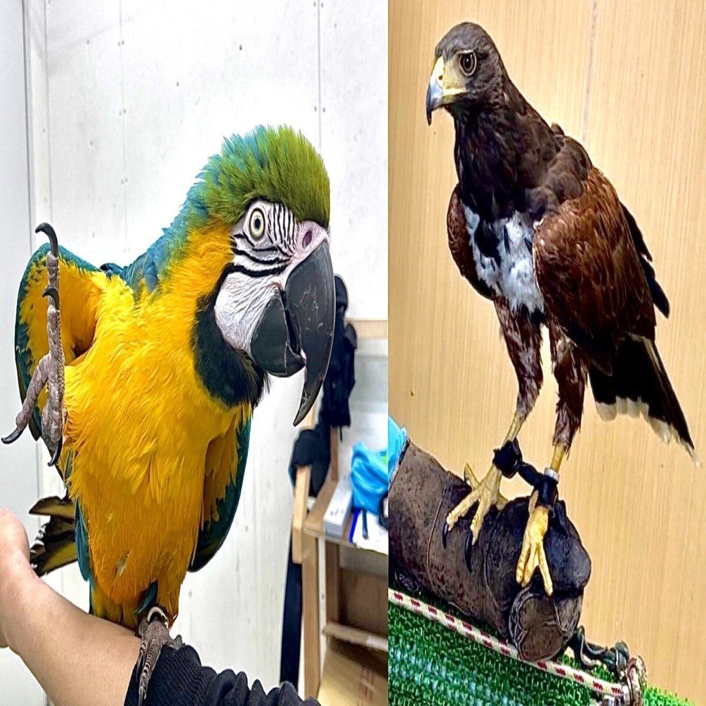 インコと猛禽類｜仙台うみの杜水族館