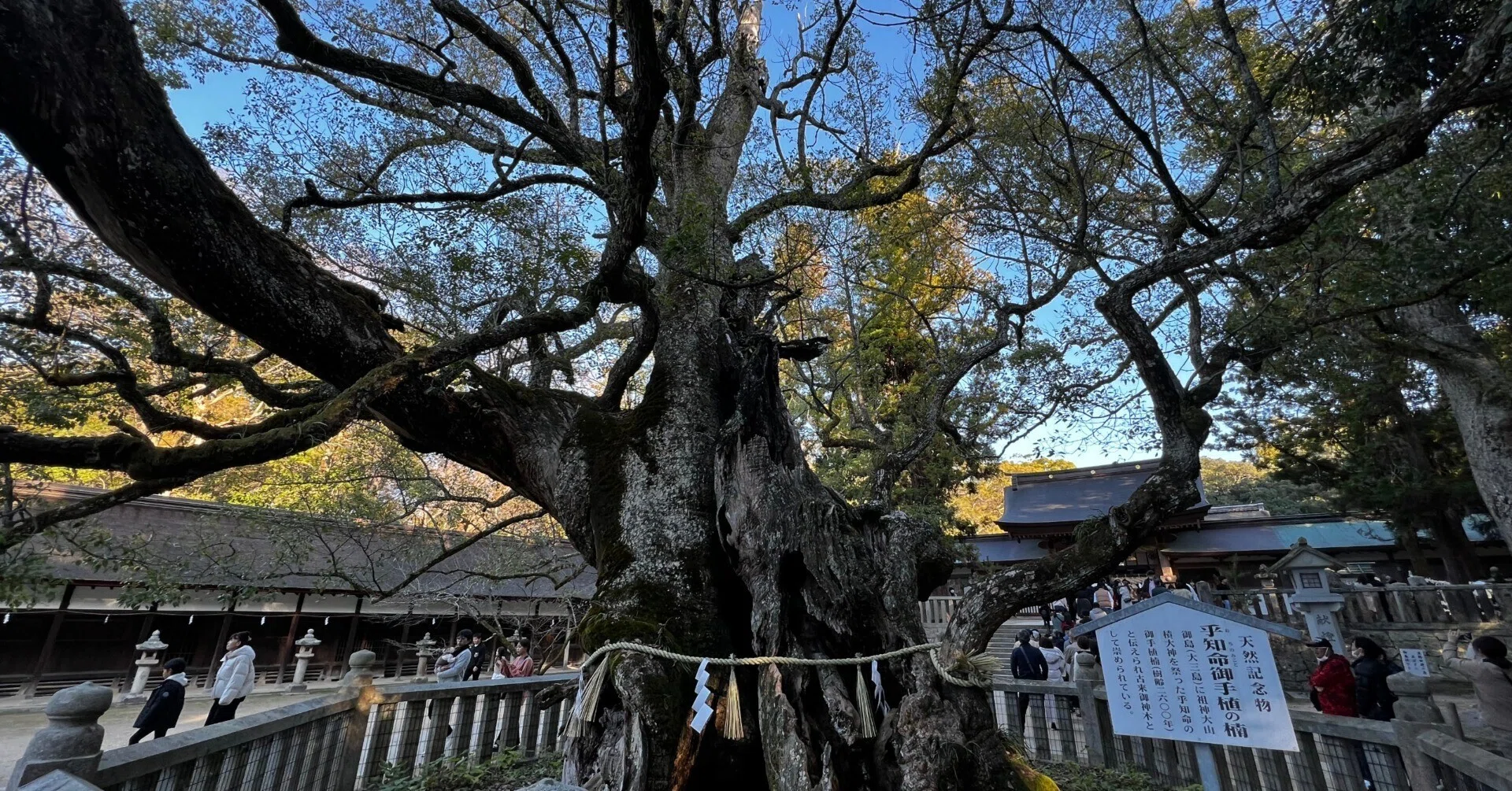 愛媛県の隠れた名所、乎知命御手植の楠を訪れよう｜リブログ公式｜地域