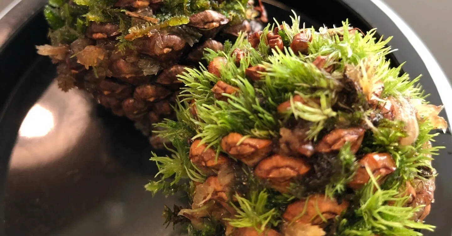 Moss has grown in my heart｜ハセQ - 八ヶ岳を歩き回る読書家