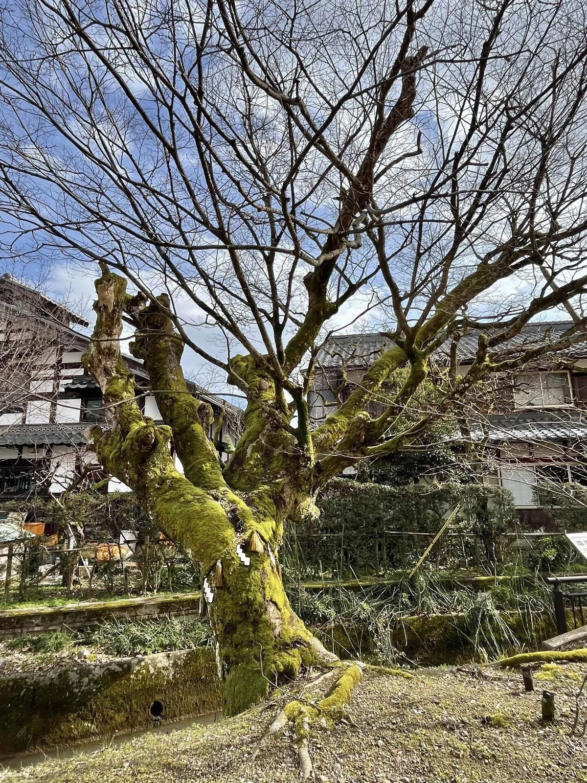 梅（古木）かなり古い （梅の古木 写真素材 [ 3002655 ] - フォト 