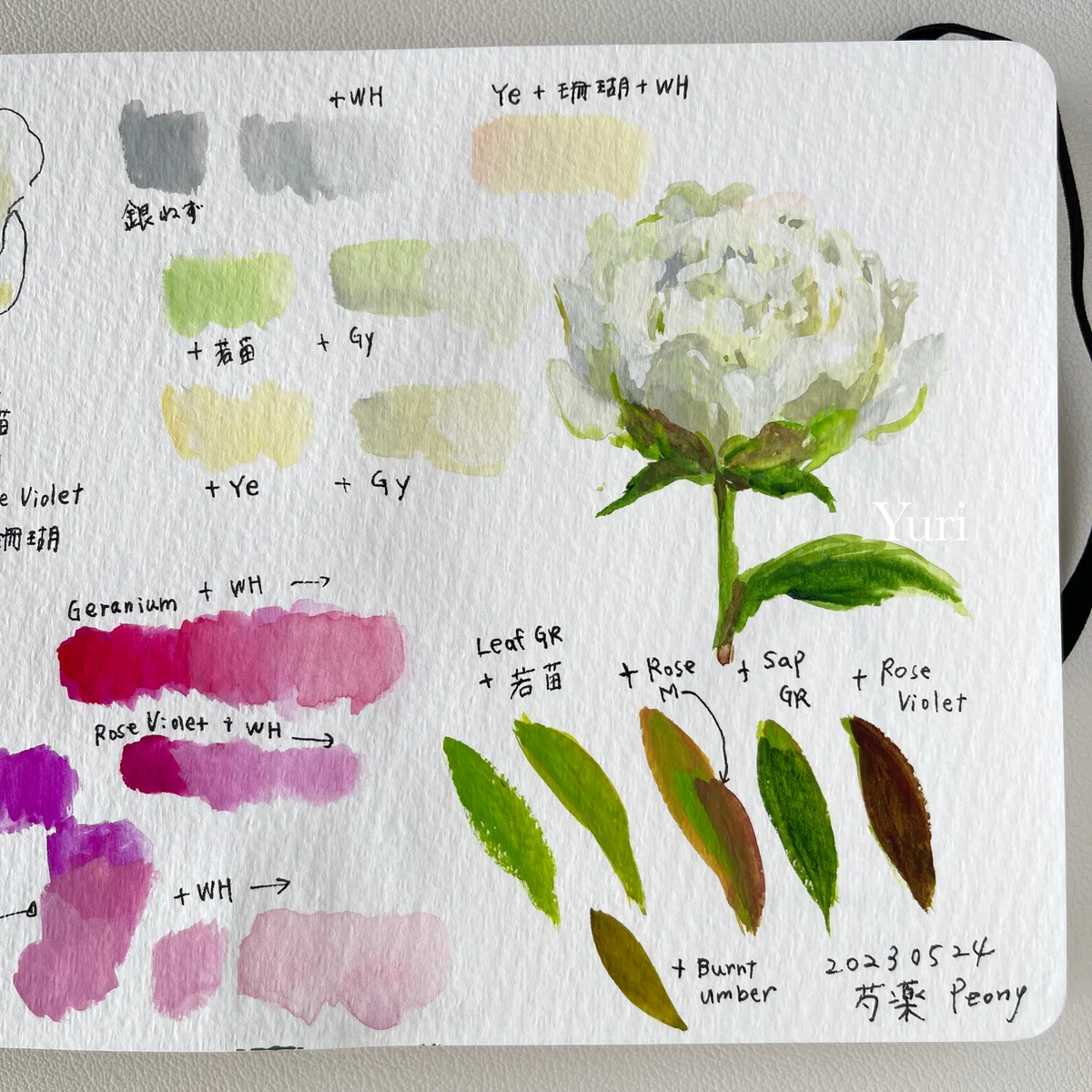 芍薬の花の色のパレット ホルベインの水彩絵具にて｜Yuri Miu ユリミウ