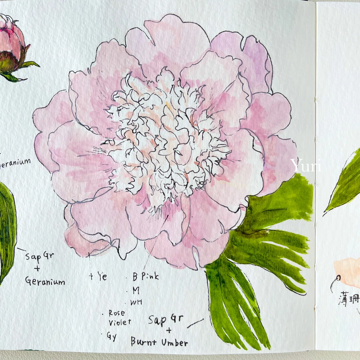 芍薬の花の色のパレット ホルベインの水彩絵具にて｜Yuri Miu ユリ•ミウ