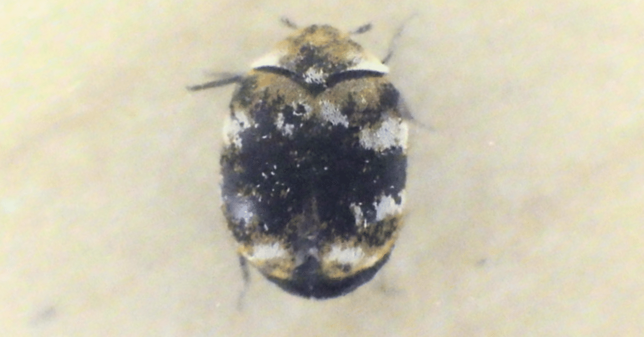 姫丸鰹節虫 サイズ44 ヒメマルカツオブシムシの大量発生、助けて！ : r