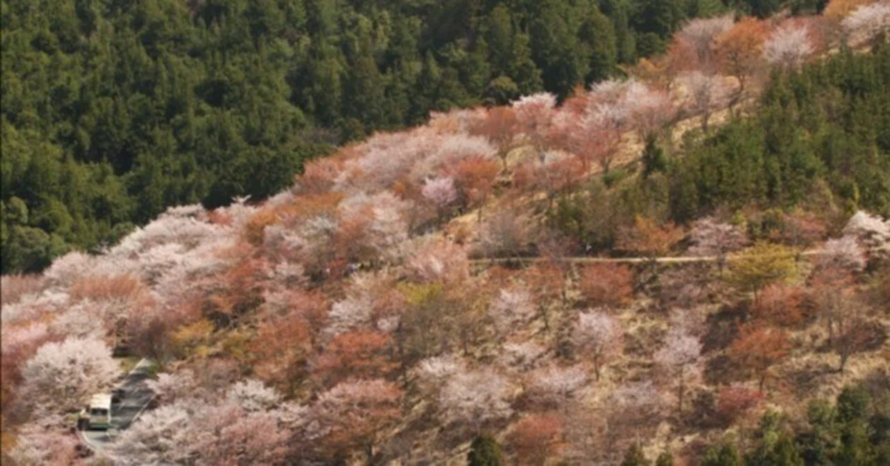 桜暦10＞吉野山の桜｜清愁