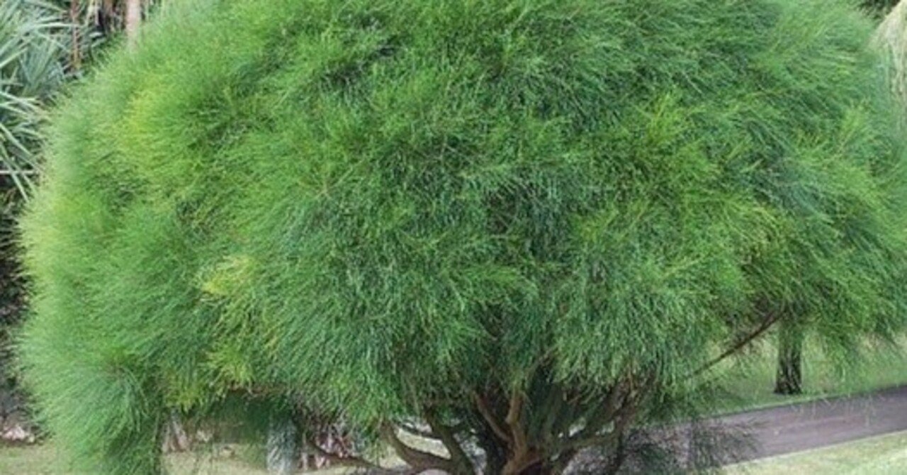 タマモクマオウ　特大 希少 タマモクマオウ 特大