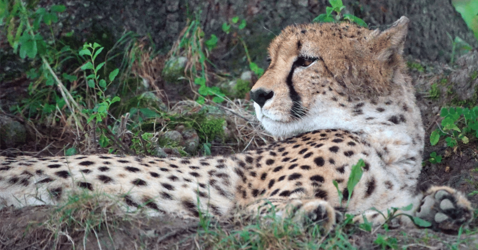 The Lost Universe 古代の巨大ネコ④巨大チーター・巨大ジャガー｜美原