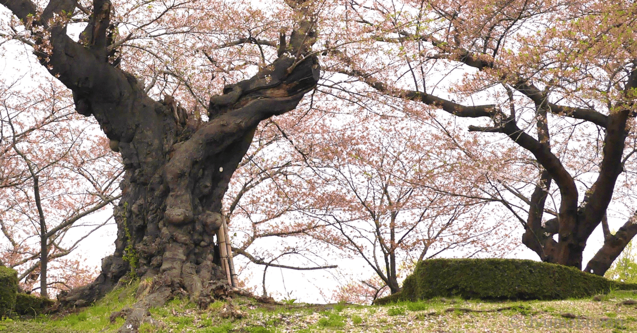 ソメイシヨシノ 樹齢16年 大型成木 約5m植木★引取限定 ソメイシヨシノ 樹齢16年 大型成木 約5m植木☆引取限定 ソメイヨシノの